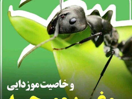 روغن مورچه و خاصیت مو زدایی