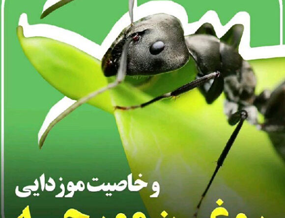 روغن مورچه و خاصیت مو زدایی