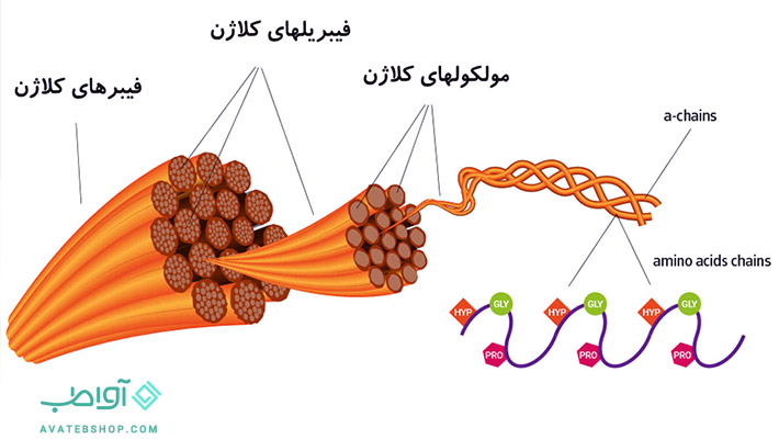 ساختار کلاژن